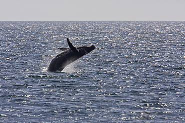 Humpback whale (Megaptera novaeangliae)  breaching near the Gorda Banks in the Gulf of California (Sea of Cortez), Baja California Sur, Mexico