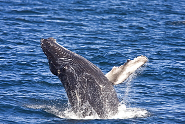 Humpback whale (Megaptera novaeangliae)  breaching near the Gorda Banks in the Gulf of California (Sea of Cortez), Baja California Sur, Mexico