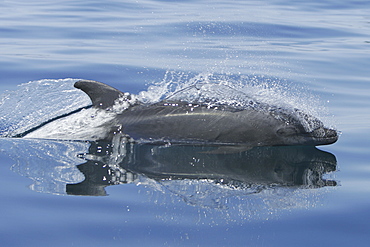 Adult Bottlenose Dolphin (Tursiops truncatus gilli) leaping in the upper Gulf of California (Sea of Cortez), Mexico.