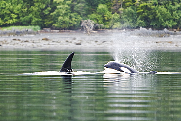 The transient Orca (Orcinus orca) pod, Cape Strait, Southeast Alaska, USA, Pacific Ocean