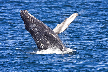 Humpback whale (Megaptera novaeangliae)  breaching near the Gorda Banks in the Gulf of California (Sea of Cortez), Baja California Sur, Mexico