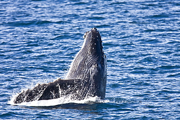 Humpback whale (Megaptera novaeangliae)  breaching near the Gorda Banks in the Gulf of California (Sea of Cortez), Baja California Sur, Mexico