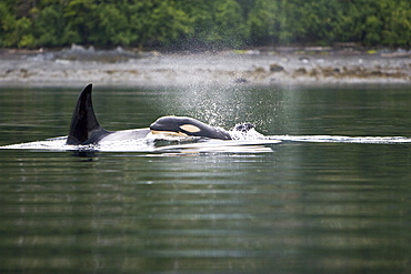 The transient Orca (Orcinus orca) pod, Cape Strait, Southeast Alaska, USA, Pacific Ocean