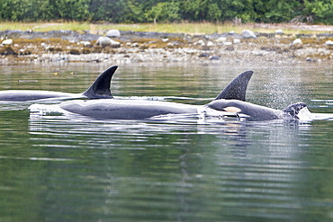 The transient Orca (Orcinus orca) pod, Cape Strait, Southeast Alaska, USA, Pacific Ocean