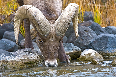 Adult Rocky Mountain bighorn sheep (Ovis canadensis canadensis) just outside the boundry of Yellowstone National Park near Gardiner, Montana