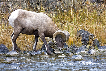 Adult Rocky Mountain bighorn sheep (Ovis canadensis canadensis) just outside the boundry of Yellowstone National Park near Gardiner, Montana