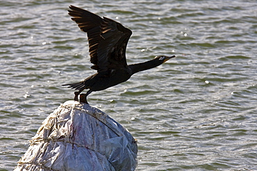 Adult double-crested cormorant (Phalacrocorax auritus) in Magdalena Bay between Isla Magdalena and the Baja Peninsula, Baja California Sur, Mexico