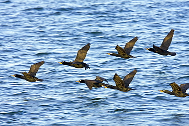 Adult double-crested cormorant (Phalacrocorax auritus) in flight formation inMagdalena Bay between Isla Magdalena and the Baja Peninsula, Baja California Sur, Mexico