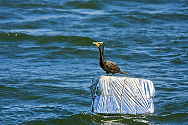 Adult double-crested cormorant (Phalacrocorax auritus) in Magdalena Bay between Isla Magdalena and the Baja Peninsula, Baja California Sur, Mexico