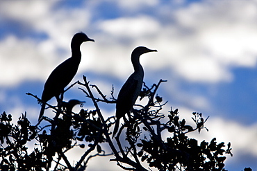 Adult double-crested cormorant (Phalacrocorax auritus) in Magdalena Bay between Isla Magdalena and the Baja Peninsula, Baja California Sur, Mexico