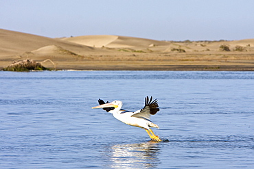 Adult American white pelican (Pelecanus erythrorhynchos) taking flight in Magdalena Bay, Baja California Sur, Mexico.