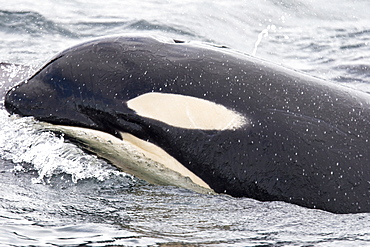 A gathering of several Orca (Orcinus orca) pods in Chatham Strait, Southeast Alaska, USA, Pacific Ocean