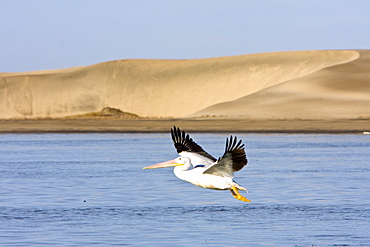 Adult American white pelican (Pelecanus erythrorhynchos) taking flight in Magdalena Bay, Baja California Sur, Mexico.