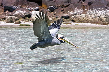 Adult brown pelican (Pelecanus occidentalis) in the lower Gulf of California (Sea of Cortez), Mexico. Note the yellowish head, red gular pouch, and white neck of the adult.