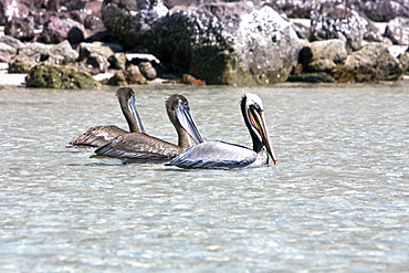 Two juvenile brown pelicans (Pelecanus occidentalis) behind an adult in the lower Gulf of California (Sea of Cortez), Mexico. Note the uniform drab brown coloration of the juvenile plumage.