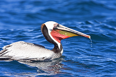 Adult brown pelican (Pelecanus occidentalis) feeding on fish at Los Islotes in the lower Gulf of California (Sea of Cortez), Mexico