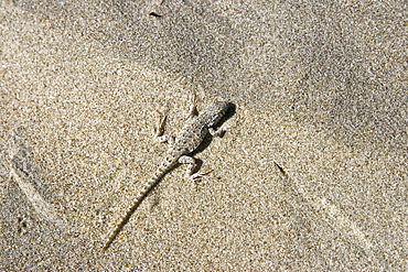 A small lizard shows the patterns in the sand dunes of Isla Magdalena on the Pacific side of the Baja Peninsula, Baja California Sur, Mexico.