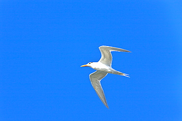 Adult royal tern (Sterna maxima) on the wing in Magdalena Bay on the Pacific side of the Baja Peninsula, Baja California Sur, Mexico.