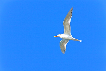 Adult royal tern (Sterna maxima) on the wing in Magdalena Bay on the Pacific side of the Baja Peninsula, Baja California Sur, Mexico.