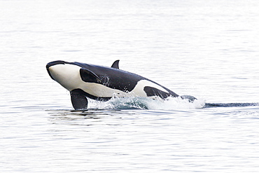 A gathering of several Orca (Orcinus orca) pods in Chatham Strait, Southeast Alaska, USA. Pacific Ocean