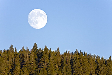 Full moon rising in Hayden Valley in Yellowstone National Park.in the late fall.