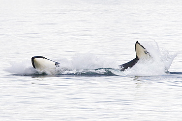 A gathering of several Orca (Orcinus orca) pods in Chatham Strait, Southeast Alaska, USA, Pacific Ocean