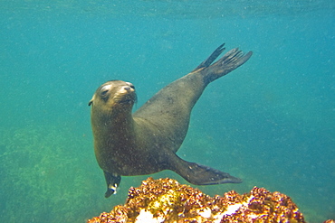 California Sea Lion (Zalophus californianus) underwater at Los Islotes, Gulf of California (Sea of Cortez), Baja California Sur, Mexico