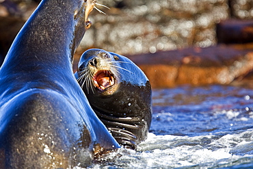 Sub-adult bull California sea lions (Zalophus californianus) mock-fighting on Los Islotes, Gulf of California (Sea of Cortez), Baja California Sur, Mexico