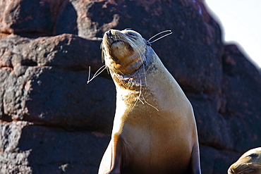 Young California sea lion (Zalophus californianus) which has become entangled in a gill net on Los Islotes, Gulf of California (Sea of Cortez), Baja California Sur, Mexico