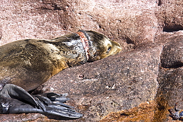 Young California sea lion (Zalophus californianus) which has become entangled in a gill net on Los Islotes, Gulf of California (Sea of Cortez), Baja California Sur, Mexico