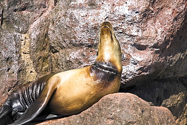 Adult female California sea lion (Zalophus californianus) which has become entangled in a gill net on Los Islotes, Gulf of California (Sea of Cortez), Baja California Sur, Mexico