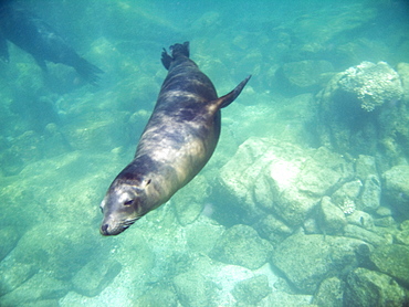 California Sea Lion (Zalophus californianus) underwater at Los Islotes, Gulf of California (Sea of Cortez), Baja California Sur, Mexico