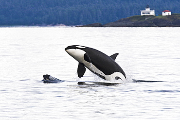 An adult bulll Orca (Orcinus orca) breaching as a very young calf head lunges in front of him in Chatham Strait, Alaska, USA