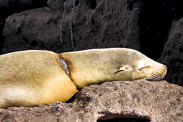 Adult female California sea lion (Zalophus californianus) which has become entangled in a gill net on Los Islotes, Gulf of California (Sea of Cortez), Baja California Sur, Mexico