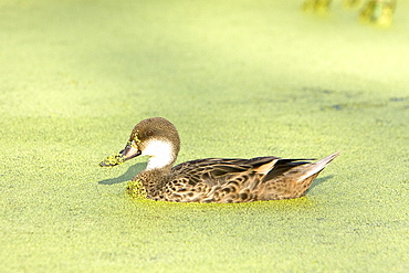 Adult white-cheeked pintail (Anas bahamensis) ducks in a freshwater pond in the highlands of Santa Cruz Island in the Galapagos Island Archipelago, Ecuador