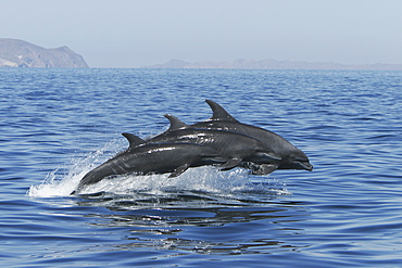 Adult Bottlenose Dolphin (Tursiops truncatus gilli) leaping in the upper Gulf of California (Sea of Cortez), Mexico.