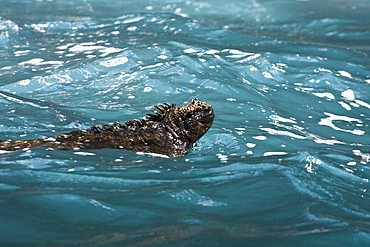 The endemic Galapagos marine iguana (Amblyrhynchus cristatus) in the Galapagos Island Archipelago, Ecuador