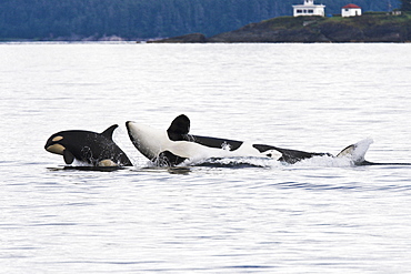 A gathering of several Orca (Orcinus orca) pods in Chatham Strait, Southeast Alaska, USA