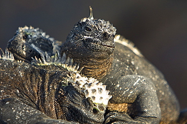 The endemic Galapagos marine iguana (Amblyrhynchus cristatus) in the Galapagos Island Archipelago, Ecuador