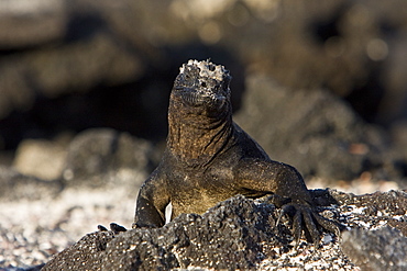 The endemic Galapagos marine iguana (Amblyrhynchus cristatus) in the Galapagos Island Archipelago, Ecuador