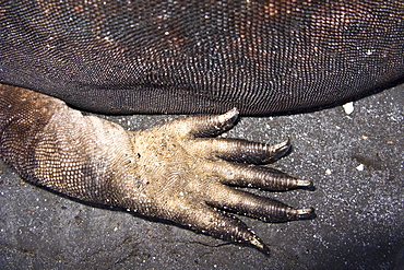 claw detail of the endemic Galapagos marine iguana (Amblyrhynchus cristatus) in the Galapagos Island Archipelago, Ecuador