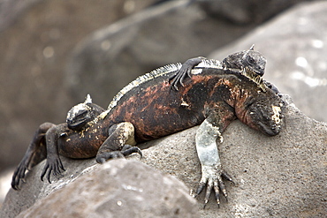 The endemic Galapagos marine iguana (Amblyrhynchus cristatus) in the Galapagos Island Archipelago, Ecuador