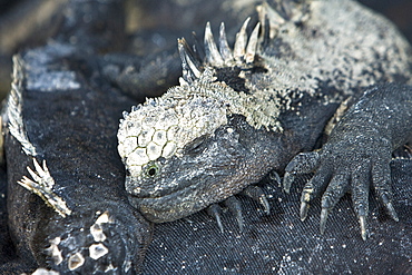 The endemic Galapagos marine iguana (Amblyrhynchus cristatus) in the Galapagos Island Archipelago, Ecuador