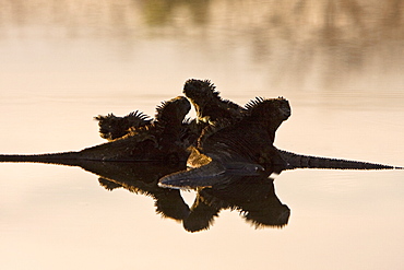 Early morning light reflected on a brackish lagoon near Cerro Dragon (Dragon Hill) on Santa Cruz Island