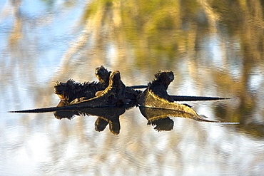 Early morning light reflected on a brackish lagoon near Cerro Dragon (Dragon Hill) on Santa Cruz Island