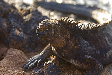 Close-up photo of the endemic Galapagos marine iguana (Amblyrhynchus cristatus) in the Galapagos Island Archipeligo, Ecuador