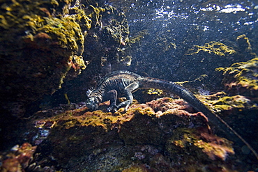 The endemic Galapagos marine iguana (Amblyrhynchus cristatus) foraging for algae underwater in the Galapagos Island Archipeligo, Ecuador