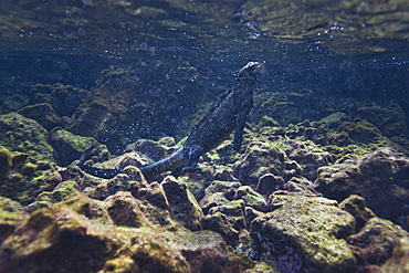 The endemic Galapagos marine iguana (Amblyrhynchus cristatus) foraging for algae underwater in the Galapagos Island Archipeligo, Ecuador