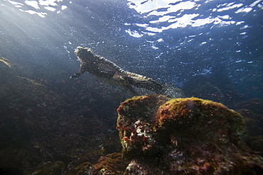 The endemic Galapagos marine iguana (Amblyrhynchus cristatus) foraging for algae underwater in the Galapagos Island Archipeligo, Ecuador