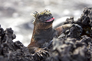 The endemic Galapagos marine iguana (Amblyrhynchus cristatus) in the Galapagos Island Archipelago, Ecuador